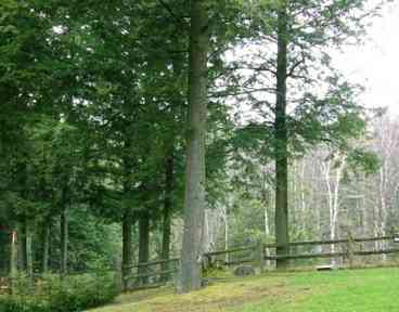 View from our patio with mountains above & brook below at our Stowe Rental House