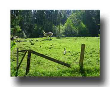 Laughing Moon Farm, Orcas Island