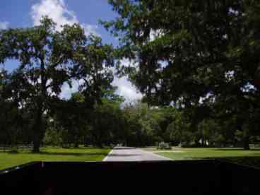 Tree Lined Drive