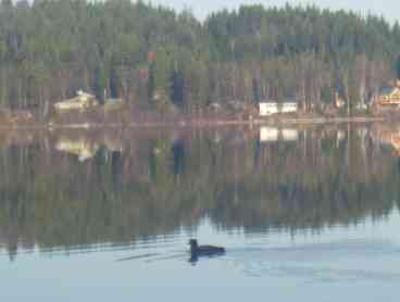 Loon's View
