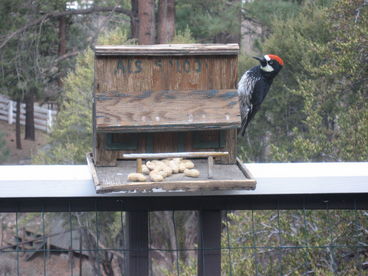 From the kitchen window