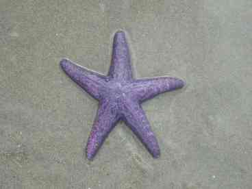 Sea Life on Welcome Beach