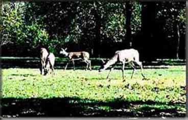 Deer