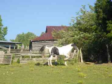 Horse Pasture