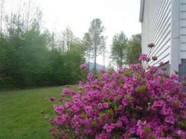 Azalea in Springtime