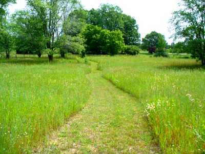 Dog Run