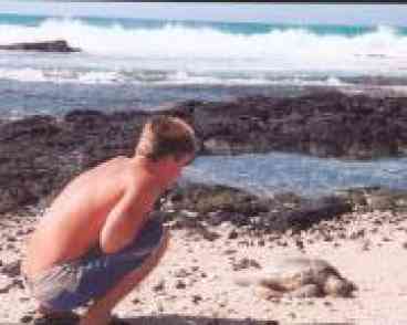 Turtle on Beach Property