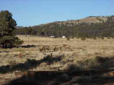 Elk on property