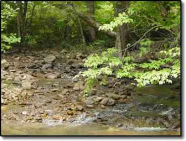 This is a view of part of the creek that runs around the cabin.