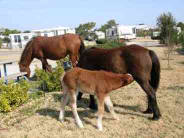 Horses from Back Bay Wildlife Refuge visit the Resort during the off season