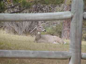 Our Welcoming Committee!