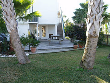 Backyard palms