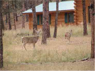 It\'s not unusual to see part of our welcoming committee as you drive up to the house!
They\'re pretty quiet and bashful, so don\'t scare them off!