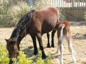 This baby was born in the snow on Valentine Day.  His Name is Valentine.  Mom and baby are part of the herds of wild horses at Back Bay Refuge