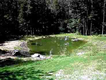 Pond