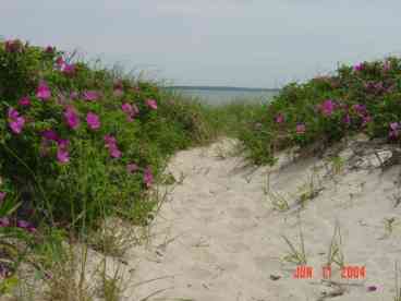 Beach path