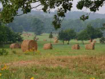 Lush Fields
