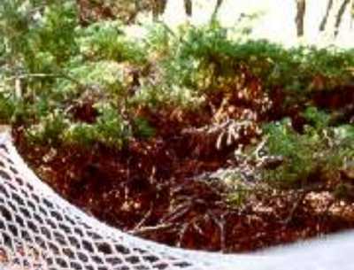 Backyard Hammock