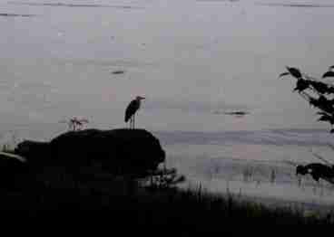 Heron in the morning