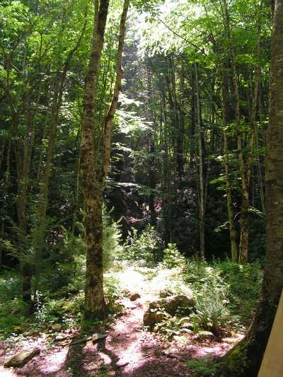 Stream and side yard
