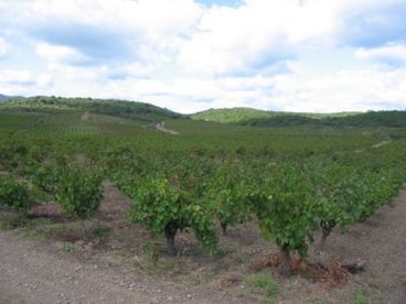 Nearby vineyards in the Faugeres domaine