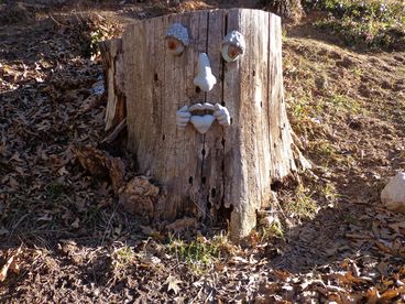 Tree stump to greet you out the front door!