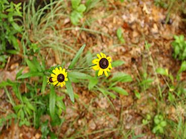Wild Indiana Dunes flowers