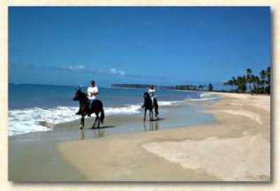 Our  Beach  with Horses