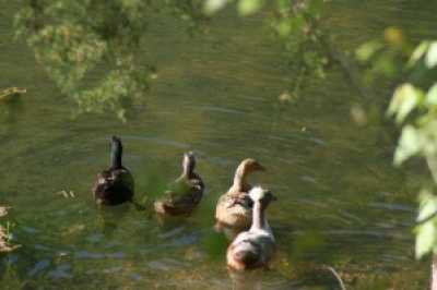 A Few Local Residents