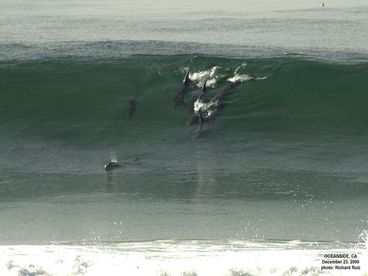 We often spot dolphins in the waves
Condo has wetsuits and boogie boards so adults and children can enjoy the surf when the ocean is cold