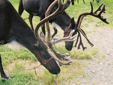 Agate Inn Reindeer