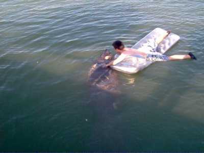 Come Swim With the Manatee