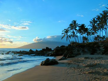 Hawaii Palm Tree