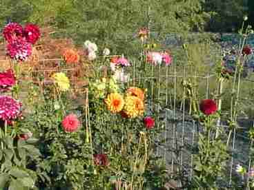 Dahlias in late summer