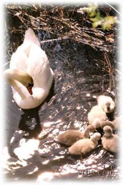 Swans vist the backyard.