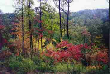 Fall Scene