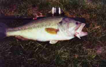 Largemouth Bass