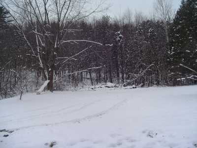 8 acres of woods