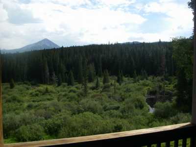 View from deck to wetlands 