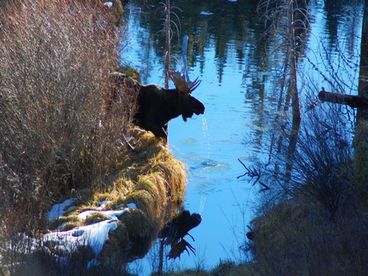 Resident Moose picture from deck 20 yards away