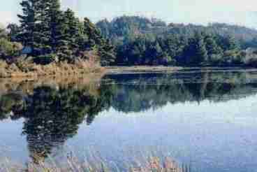 Pond View