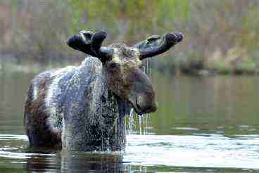 The Maine Moose, Maine Wildlife Viewing , The Moosehead Lake Region