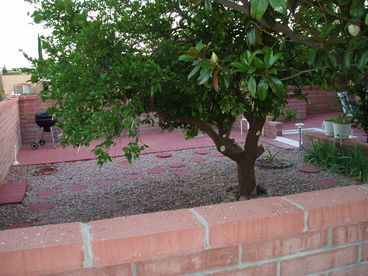Back yard