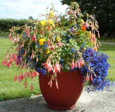 Floral Display