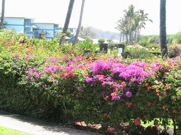 Beautifully landscaped grouds