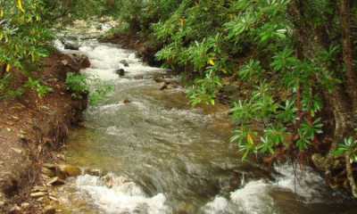 Bold Creek