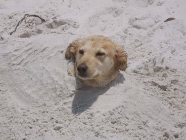 Dog Friendly Beach