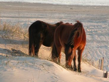 Zoom in of the wild horses on the dunes