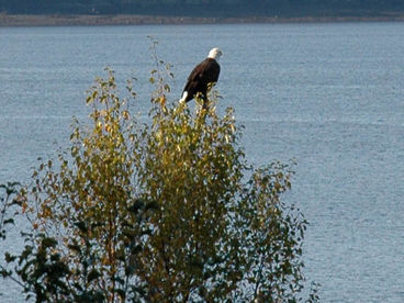A frequent visitor