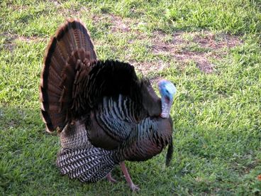 Visiting turkeys!